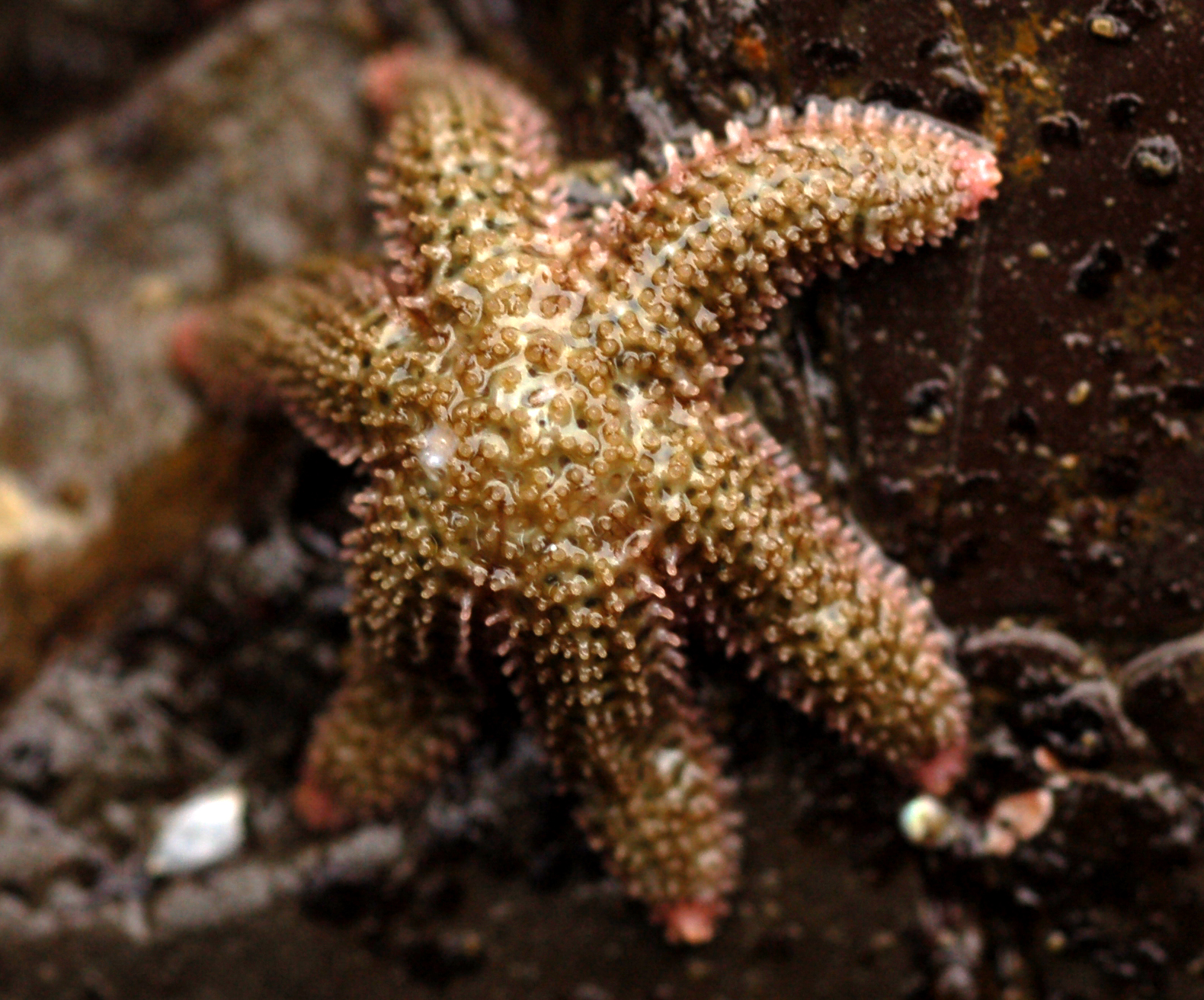 Leptasterias hexactis sea star
