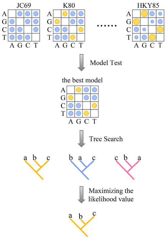 Maximum likelihood tree search