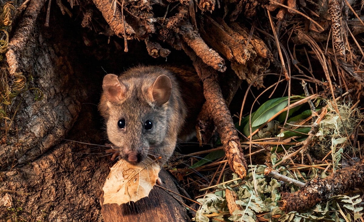 Dusky-footed woodrat emerging from hole