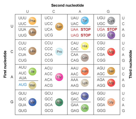 Nucleotide vs. protein alignment