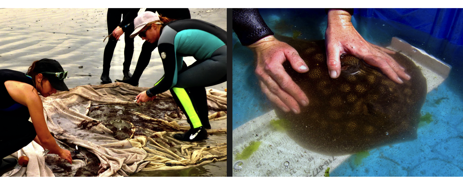 Figure 1. Round stingray *Urobatis halleri* collection and sampling. Stingrays were collected at Seal Beach, California. A 30 m long by 4.5 m tall seine was used to collect stingrays (left panel). The disc width of collected stingrays was measured (right panel). Images: Chris Lowe.