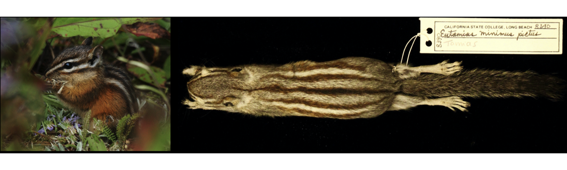 Figure 1. *Tamias minimus* chipmunk in Montana (left, source: AnimalDiversity.org) and CSULB specimen (right, source: Raisa Hernández Pacheco).