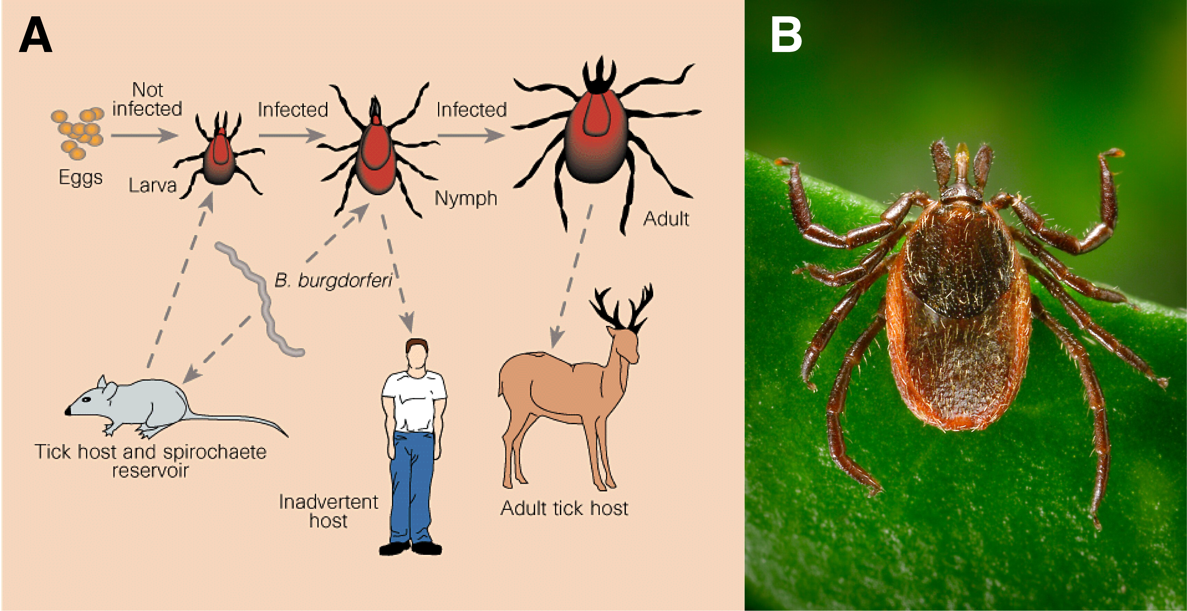Tick photo and life cycle diagram